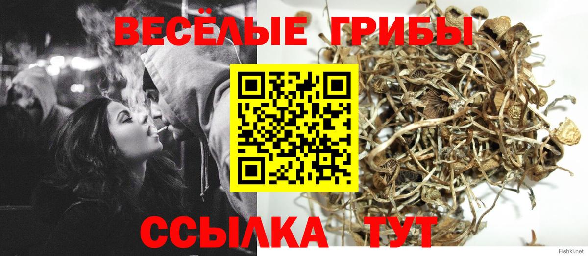 Псилоцибиновые грибы мицелий  Вход с VPN  Георгиевск 
