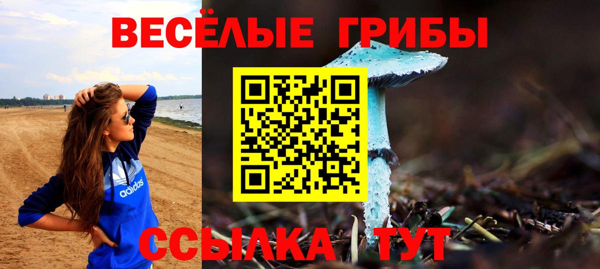 Псилоцибиновые грибы Psilocybe Георгиевск